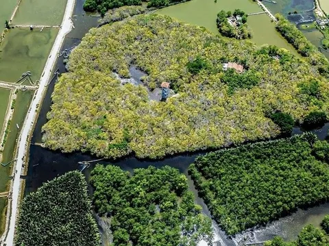 Đẹp mê mẩn rừng ngập mặn Huế mùa thay lá