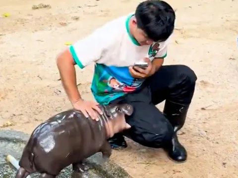 Hà mã 'idol' Moo Deng đánh mất hình tượng vì cắn người