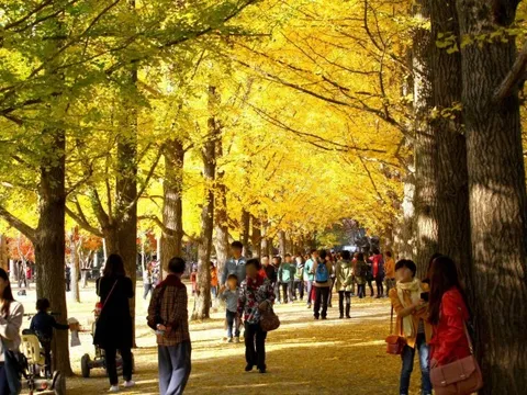 Cách Hàn Quốc thu hút du khách Việt