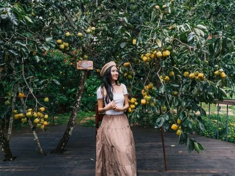 Bốn quán cà phê ngắm hồng chín tại Đà Lạt