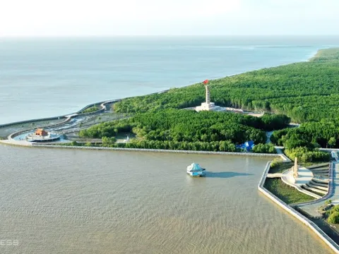 Đi cano xuyên rừng ngập mặn ở Đất Mũi