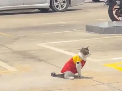 'Nhân viên' mèo gây sốt ở trạm xăng Malaysia