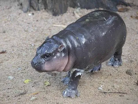 30.000 người xếp hàng 3 km xem hà mã Moo Deng