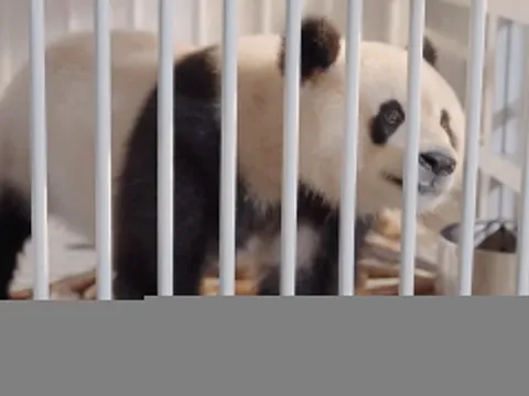 Hai gấu trúc Trung Quốc đến Mỹ