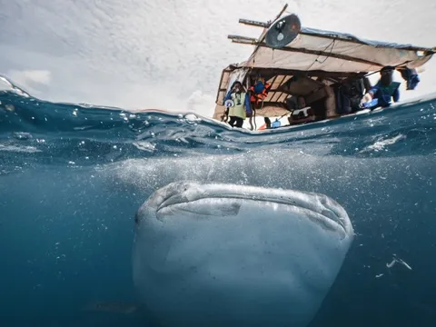 Tôi lặn cùng loài cá lớn nhất hành tinh ở Philippines