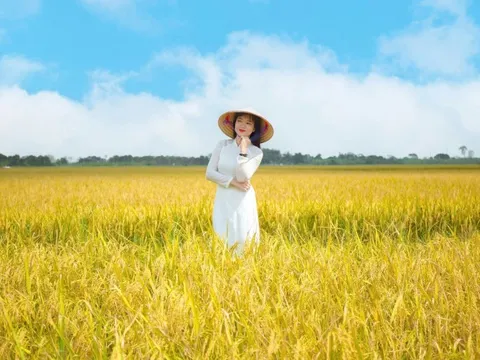 Mùa lúa chín 'đẹp lạ' tại Thái Bình