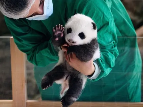 Hơn 10.000 người xem cặp gấu trúc song sinh ở Đức