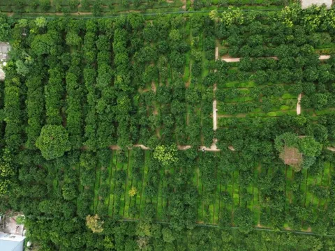 Vườn cam chín vàng hút khách ở Mộc Châu