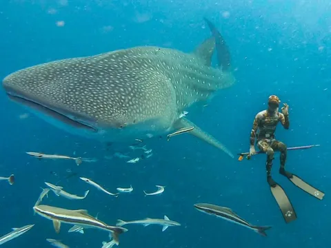 Tôi lặn cùng loài cá lớn nhất hành tinh tại đảo Thổ Chu