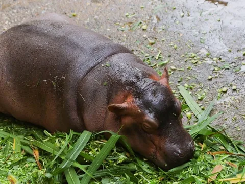 Hà mã baby tại Hà Nội 'chiếm sóng' mạng xã hội vì dễ thương