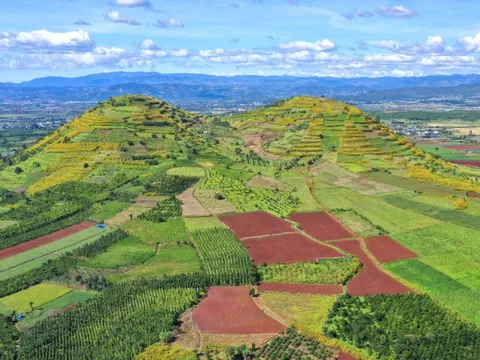 Dã quỳ nở khắp Đà Lạt