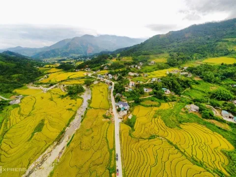 Lúa chín vàng, lau nở trắng Bình Liêu