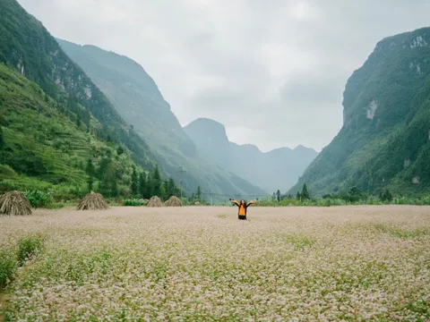 Ngắm tam giác mạch rợp tầm mắt tại Hà Giang