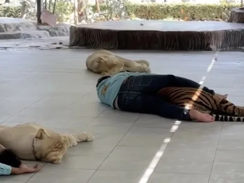 Nhân viên sở thú Thái Lan ngủ với hổ, ôm như gấu bông