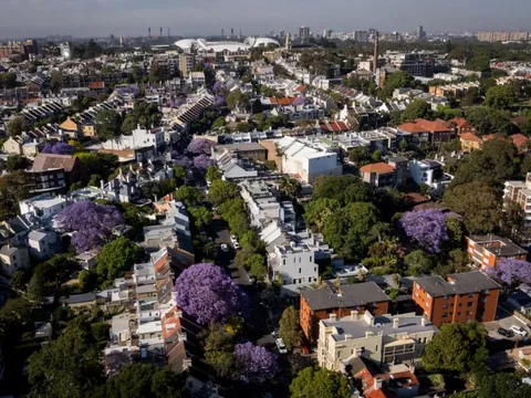 Mùa phượng tím nở rộ ở Sydney