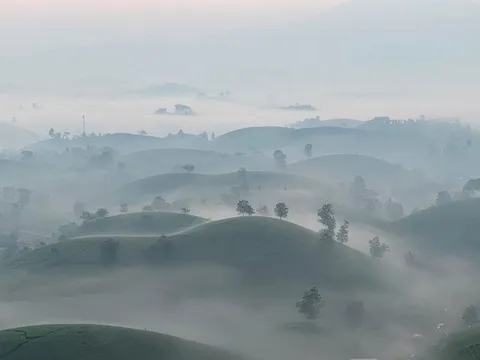 Mãn nhãn ngắm đồi chè 'bát úp' đẹp kỳ ảo tại Phú Thọ