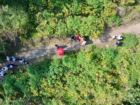 Hoa dã quỳ bung nở ở Ba Vì