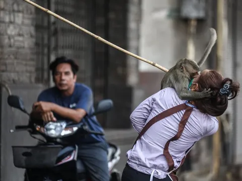 Cảnh vây bắt 'đoàn quân' khỉ đánh người, lục thùng rác ở Thái Lan