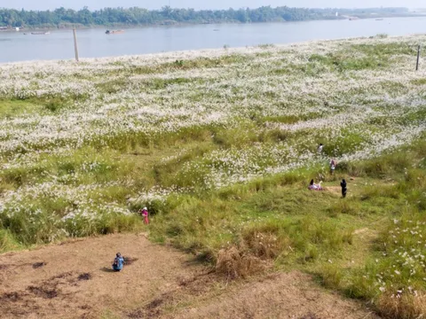 Mùa lau bên sông Thu Bồn