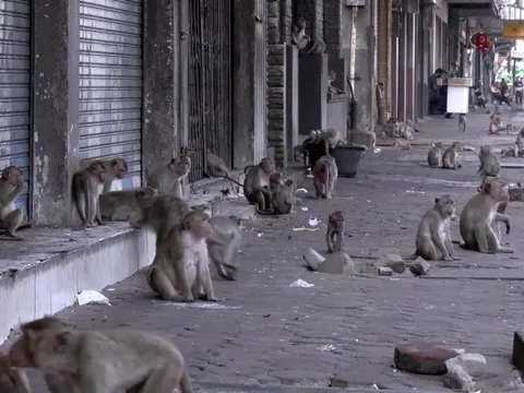 Cuộc chiến với bầy khỉ ở thành phố du lịch Thái Lan