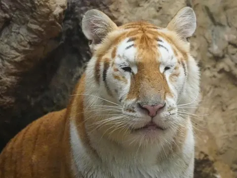 Chú hổ gây sốt tại Thái Lan nhờ khuôn mặt ngốc nghếch