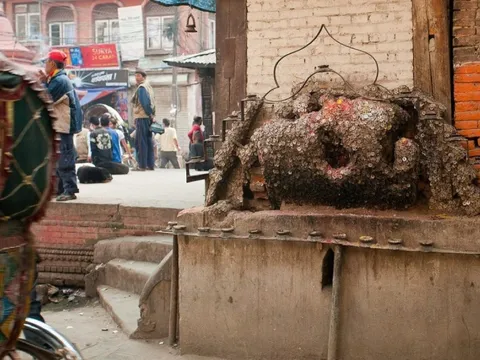 Gốc cây bằng tiền xu 'chữa đau răng' ở Nepal