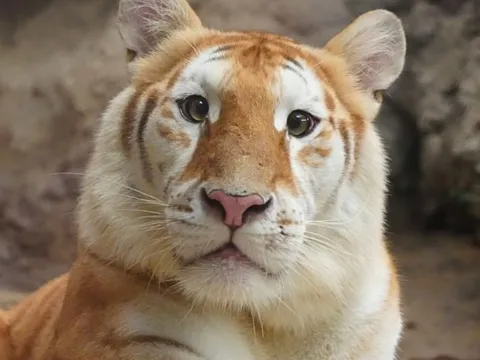 Vì sao Moo Deng, Nong Ava một bước thành thần tượng?