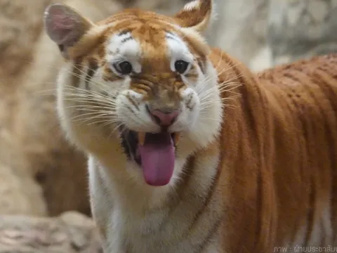 Du khách thích thú vì hổ Nong Ava trông ngốc nghếch y hệt trên ảnh