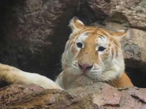 Hổ Nong Ava nằm chơi cũng kiếm bộn tiền cho Chiang Mai
