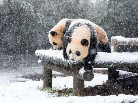 Người Hàn Quốc đổ xô xem gấu trúc trong trận tuyết kỷ lục