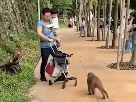 Khỉ đánh du khách, cướp xe đẩy ở Đài Loan