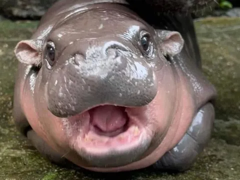 Hà mã Moo Deng, hổ Ava thành 'quyền lực mềm' của Thái Lan