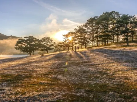Lạ lùng loại cỏ trắng tinh, phủ trắng Đà Lạt