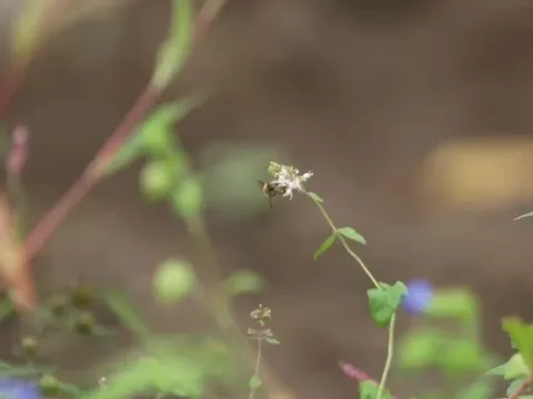 Mật ong điên - món ăn quý ở Thổ Nhĩ Kỳ