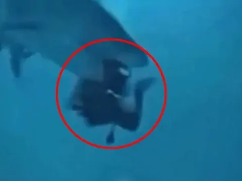 Khách Trung Quốc bị cá mập 'cắn đầu' ở Maldives