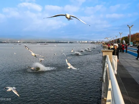 Hồ ở Trung Quốc hút khách nhờ hàng chục nghìn chim trú đông