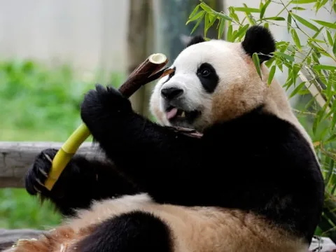 Fan lo lắng nhìn gấu trúc Fu Bao run rẩy, co giật khi ăn măng