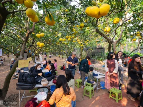 Vườn bưởi chín vàng hút khách chụp hình ở Hà Nội