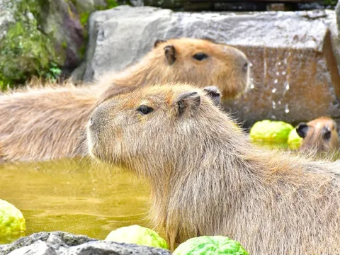 Trào lưu xem capybara tắm nước nóng ở Nhật Bản