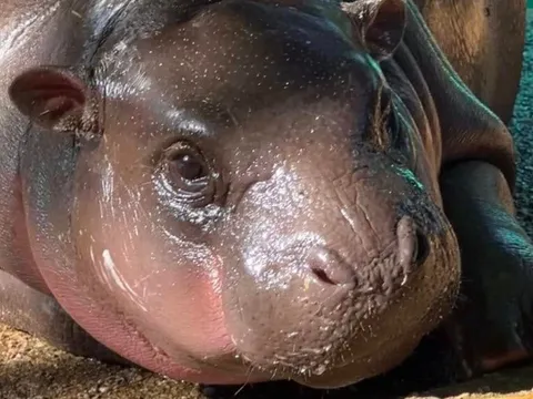 Người hâm mộ 'sục sôi' nhìn hà mã Moo Deng ăn phải mẩu giấy