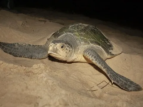 Rùa thuộc sách Đỏ Việt Nam đến Côn Đảo đẻ trứng