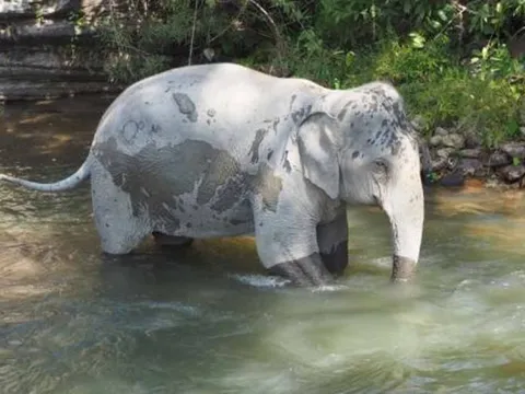 Thêm du khách tử vong do bị voi húc ở Thái Lan