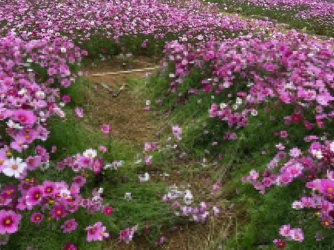 Khách 'sống ảo' giẫm nát vườn hoa ở Tà Xùa