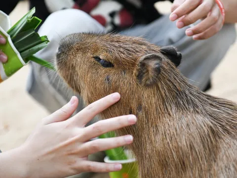 Gặp 'nhà ngoại giao' Capybara và loạt thú gây sốt ở Thảo Cầm Viên