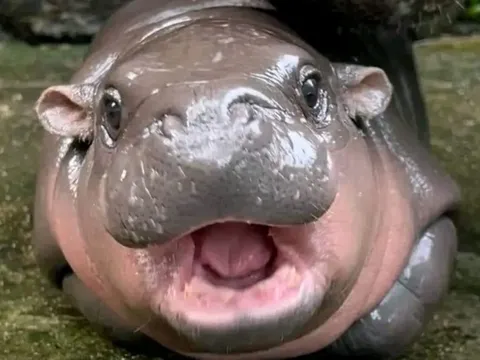 Moo Deng có căn cước động vật