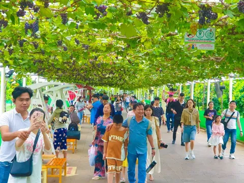 Trải nghiệm vườn nho, nông trại xanh tại Suối Tiên dịp Tết