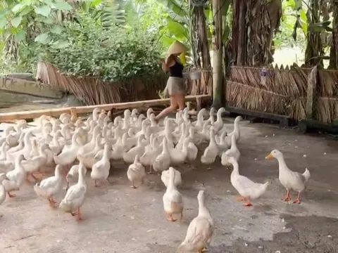 Khách Tây đến Quảng Bình trải nghiệm 'mát xa vịt'