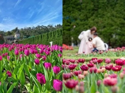 Gần 400.000 bông tulip nở rộ trên đỉnh Bà Nà dịp Tết