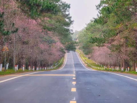 Mai anh đào Măng Đen nở rộ sát Tết