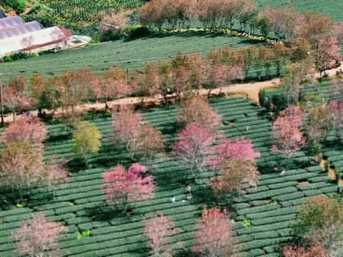 Rực rỡ mai anh đào trên đồi chè Đà Lạt